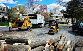 Tree and Shrub Care in Ogden, NC