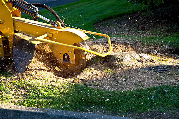 Best Tree Removal  in Ogden, NC