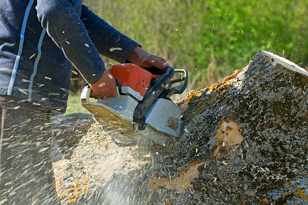 Best Leaf Removal  in Ogden, NC