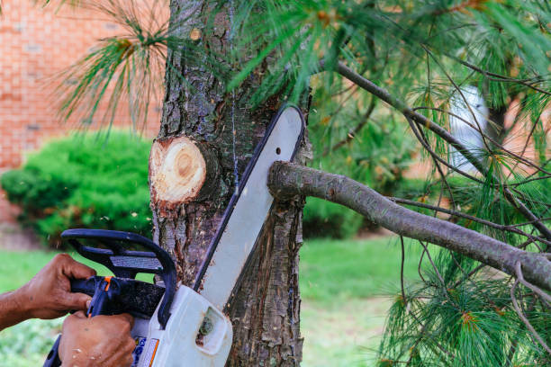 How Our Tree Care Process Works  in Ogden, NC